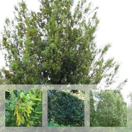 Quercus ilex (Steeneik)